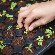 Image of planted seeds in a gardening tray