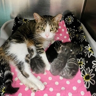 Image of Airstream the cat, with her litter of six one-week-old kittens