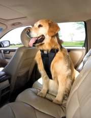 Image of a dog riding in a car, with a harness on