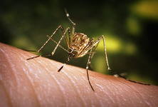 Image of a mosquito on skin
