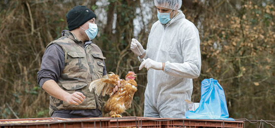 Image of two men testing a chicken for bird flu