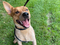 Image of light brown dog smiling