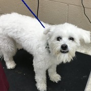 Image of a white haired dog