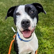 Image of a white and black dog