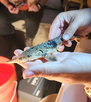 Image of a person holding a sturgeon