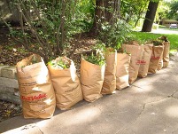 Image of bags of leaves on the side of the road