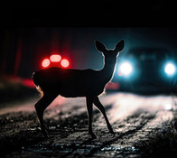Image of a deer in the street with care headlights behind them