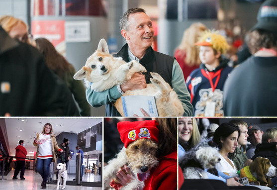 Image collage of dogs at the arena for the Griffins game