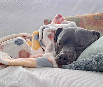 Image of Duke, the adoptable dog, laying on a couch