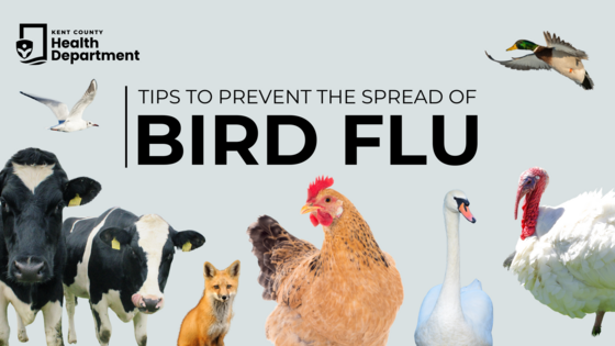 Graphic Stating 'Tips to Prevent the Spread of Bird Flu' Featuring Pictures of Various Animals