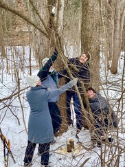 Group of Volunteers Clearing Invasive Buckthorn around an Bur Oak Tree at Douglas Walker Park