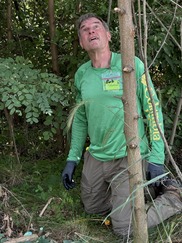 Bob Birkman Cutting and Treating Black Locust near Planted Oak Trees at Millennium Park 
