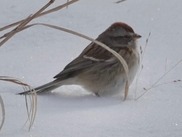 Ed Bolt Photographed an American Tree Sparrow in the Snow at Millennium Park