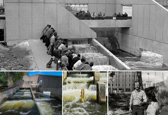 Image collage of the Fish Ladder