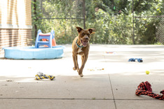 Image of a dog running at the Animal Shelter