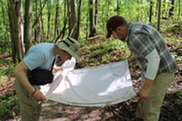 Biologists at Calvin University Perform a Tick Drags through Seidman Park.