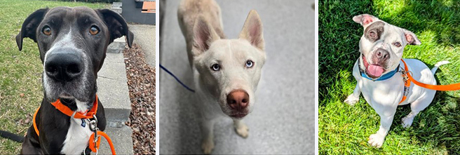 Image collage of adoptable dogs