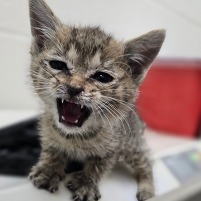 Image of kitten Domino