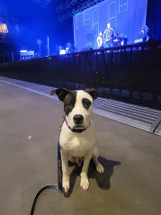 Image of Wilder, the dog, in front of The Fray practicing