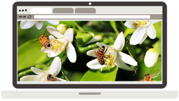 MSU Extension Beekeeping Webinar Series