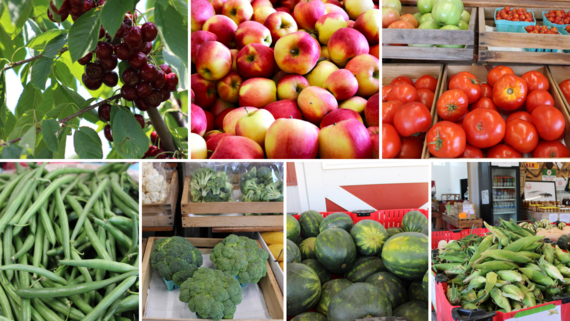 What's in Season Image