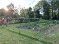Man and Woman Tend to Their Vegetable Garden in Kent County