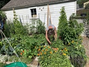Women Tends to Her Vegetable Garden in Kent County