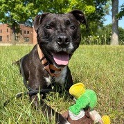 Image of a black dog in the grass, holding its toy stuffed animal