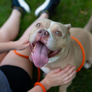 Image of a person holding a bulldog