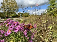 A Monarch Butterfly Lands on Milkweed Growing at Millennium Park