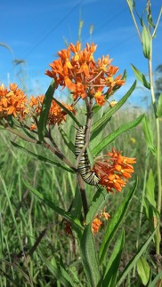 Bright Orange Butterfly Weed, Also Known as Asclepias Tuberosa, Hosts a Monarch Caterpillar