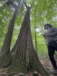 Volunteer Steward Looks Up at a Pin Oak Tree at Palmer Park During a Tree Survey Workshop