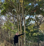 A Parks Volunteer Stands Next to the Invasive Tree of Heaven