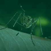 Image of a mosquito