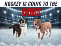Image of two dogs on ice