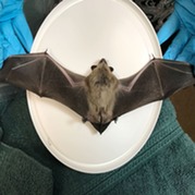 Image of a bat