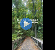 Image of video of forest