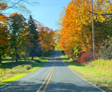 Image of a road with colorful leaves on the side