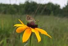 Image of a yellow flower