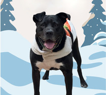 Image of a grey and white dog