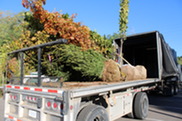 A Truck-Load of Trees Being Donated at the North Kent Trailhead Near Millennium Park