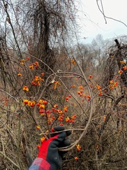 An Image of Invasive Bittersweet Vines and Their Berries