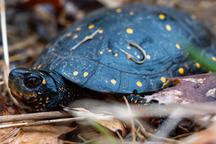 Image of a spotted turtle