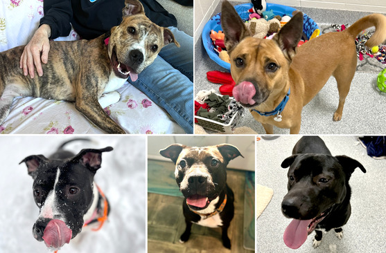 Image collage of adoptable dogs at the Animal Shelter