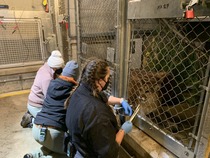 Image of staff with John Ball Zoo Mountain Lion