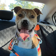 Image of a white and brown dog