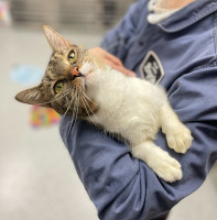 Image of a white cat