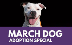 Image of a dog for March Dog Madness