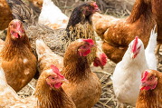 Image of a Commercial Poultry Flock