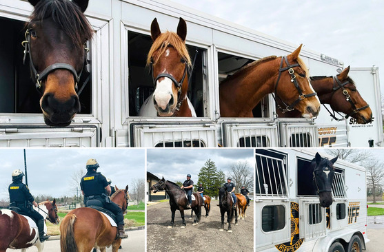 Collage of the Sheriff's Office horses, mounted unit